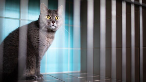 Eine Katze blickt durch die Gitterstäbe eines Käfigs. © Lightpoet Foto:  Viktor Cap
