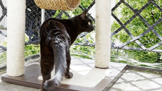 Eine Katze blickt von einem Balkon, der mit einem Netz geschützt ist. © Picture-Alliance / dpa Themendienst Foto: Monique Wüstenhagen