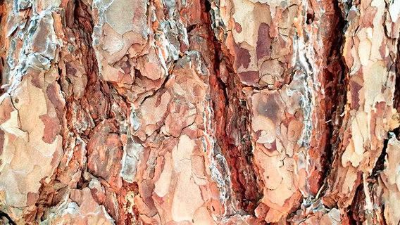 Borke einer Waldkiefer (Pinus sylvestris) © Fotolia.com Foto: Andrea Sachs