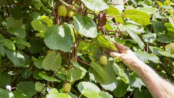 Kiwi pflanzen: Winterharte Exoten im Garten pflegen | NDR.de - Ratgeber -  Garten - Nutzgarten