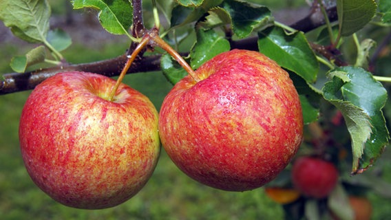 Zwei Äpfel der Sorte Jonagored hängen am Apfelbaum. © picture alliance/imageBROKER Foto: Justus de Cuveland