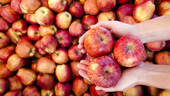 Hände halten Äpfel © Fotolia.com Foto: Ferrante Pietro