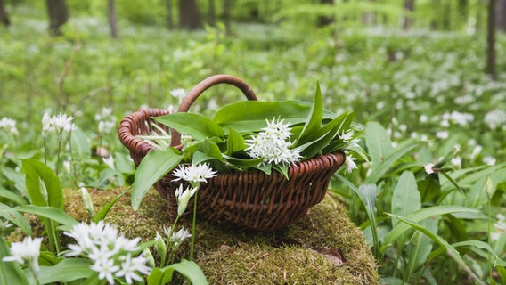 Ein Korb mit frischem Bärlauch steht im Wald auf einer Fläche, auf der Bärlauch wächst. © imago images Foto: Westend 61