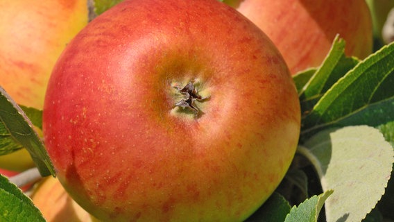 Äpfel der Sorte Cox Orange am Baum. © fotolia.com Foto: romaneau