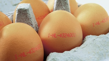 Sechs Eier in einem Eierkarton. © dpa-Report Fotograf: Heiko Wolfraum