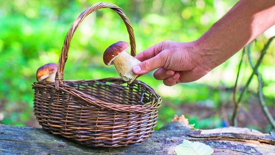 Jemand legt einen Pilz in einen Korb. © Colourbox Foto: Dmitry Travnikov