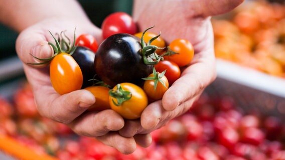 Zwei Hände halten verschieden farbige kleine Tomaten. © © NDR/Claudia Timmann 