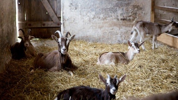 Ziegen liegen im Stall auf Stroh. © NDR Foto: Claudia Timmann