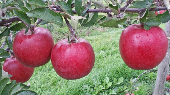 Äpfel der Sorte Braeburn an einem Zweig © Esteburg - Obstbauzentrum Jork 