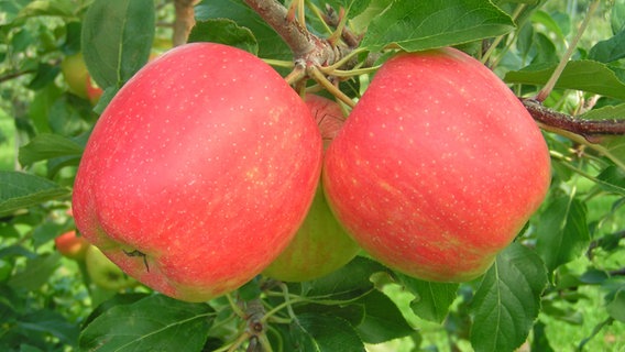 Äpfel der Frühsorte Delbarestivale © Esteburg - Obstbauzentrum Jork 