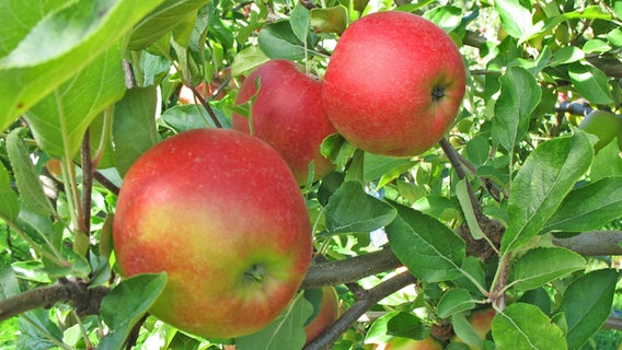 Äpfel der Sorte Elstar Boerekamp hängen  am Baum © Esteburg - Obstbauzentrum Jork 