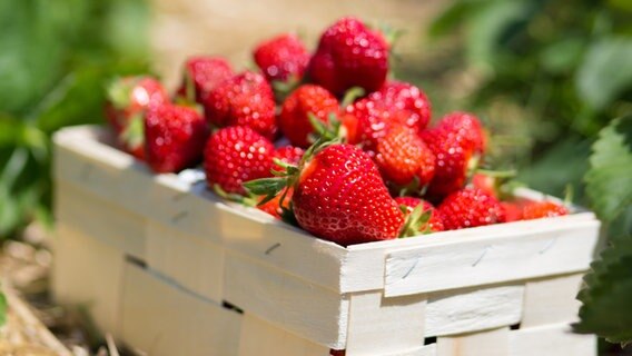 Erdbeeren liegen in einem Korb auf einem Erdbeerfeld. © photocase Foto: David Dieschburg