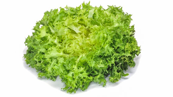 Ein Kopf Frisée-Salat © fotolia Foto: nito