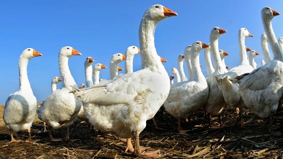 Geese on the pasture © picture alliance / dpa Photo: Holger Hollemann