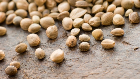 Hanfsamen und Hanföl: Gesund, aber teilweise belastet