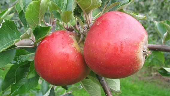 Äpfel der Sorte Holsteiner Cox hängen an einem Zweig. © Esteburg - Obstbauzentrum Jork 