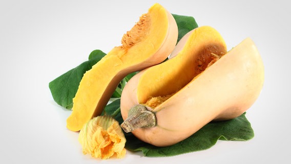 Kürbis der Sorte Butternut © Fotolia.com Foto: silencefoto