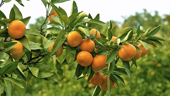 Ein Zweig mit Früchten an einem Mandarinen-Baum © imago/ALFO 