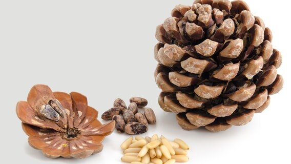 Pinienkerne und Pinienzapfen © Fotolia.com Foto: womue