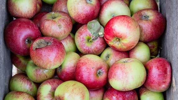 Äpfel der Sorte Prinz Albrecht in einer Holzkiste. © NDR Foto: Claudia Timmann