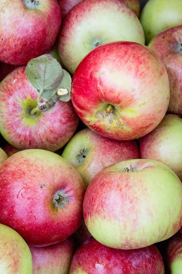 Beliebte und seltene Apfelsorten (Bild 5)| NDR.de - Ratgeber - Kochen