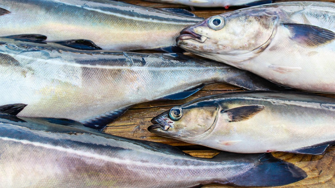Warenkunde: Alaska-Seelachs und Seelachs | NDR.de - Ratgeber - Kochen ...