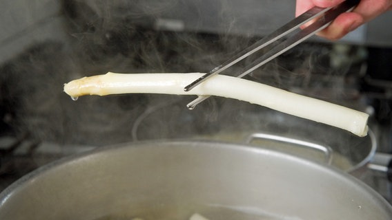 Eine gekochte Spargelstange biegt sich leicht mit den beiden Enden nach unten © picture alliance / ZB Foto: Patrick Pleul
