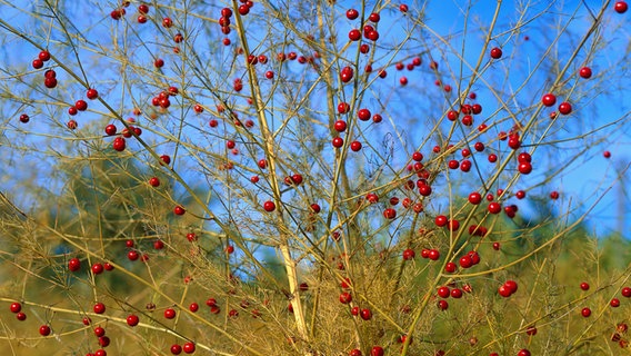 Eine Spargelpflanze mit roten Früchten. © picture-alliance / OKAPIA Foto: Harald Lange