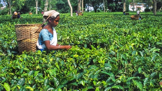 Eine Teepflückerin auf einer Teeplantage im indischen Assam © imago/Indiapicture 