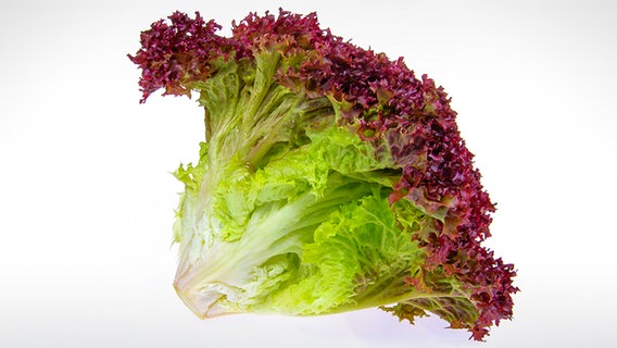 Ein Salatkopf der Sorte Lollo rosso © fotolia Foto: LianeM