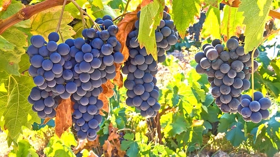 Blaue Weintrauben hängen an einem Reebstock. © colourbox 