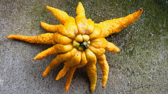 Eine Zitrone Buddhas Hand mit den charakteristischen Fingern liegt auf einem Betonuntergrund Eine Zitrone Buddhas Hand mit den charakteristischen Fingern liegt auf einem Betonuntergrund © colourbox