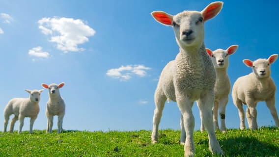 Neugierige Lämmer an einem Deich schauen in die Kamera. © fotolia.com Foto: Eric Gevaert