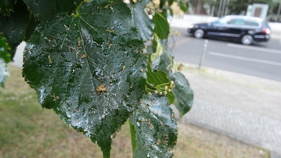Mit sogenanntem Honigtau verklebte Blätter einer Linde. © picture alliance Foto: Andrea Warnecke