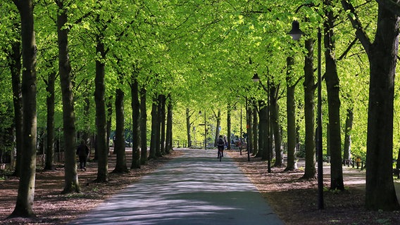 Lindenallee © Fotolia.com Foto: hotofranz56