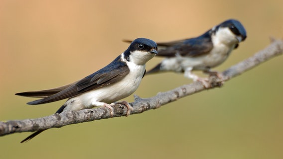 Zwei Mehlschwalben sitzen auf einem Ast. © fotolia.com Foto: ryzhkov_sergey