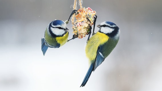 Zwei Blaumeisen fressen Samen, die an einem Seil aufgehängt sind © fotolia Foto: nataba
