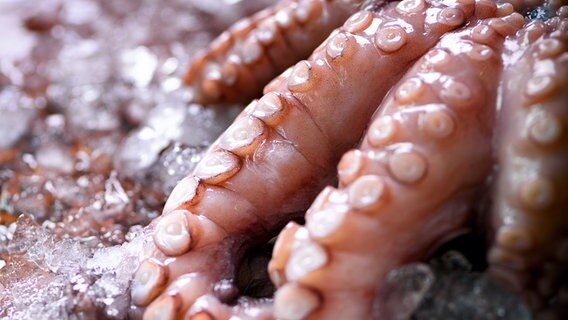 Tentakeln eines Oktopus´ liegen auf Eis. © Colourbox Foto: -