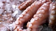 Tentakeln eines Oktopus´ liegen auf Eis. © Colourbox Foto: -