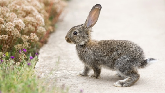 Ein kleiner Hase steht auf einem Weg und blickt auf Blumen am Wegesrand. © Colourbox Foto: Dmytro Buianskyi