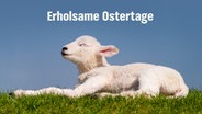 E-Card mit einem Lämmchen und dem Schriftzug Erholsame Ostertage. © fotolia.com Foto: crimson
