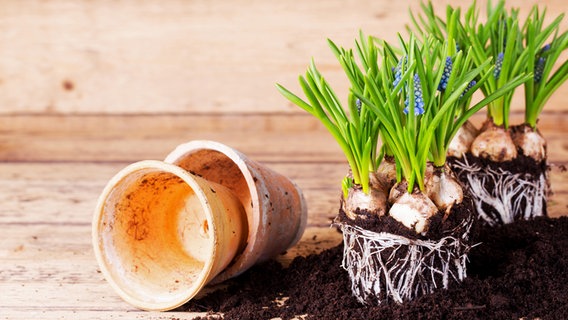 Vorgezogene Perlhyazinthen mit Wurzelballen stehen neben zwei Tontöpfen auf einem Tisch. © Fotolia.com Foto: Floydine