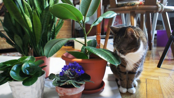 Eine Katze schnuppert an einer Grünpflanze © Colourbox Foto: Tanouchka
