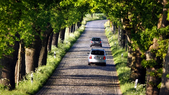 Streckenabschnitt der Deutschen Alleenstraße zwischen Granitz und Putbus auf Rügen. © Picture-Alliance / ImageBroker 