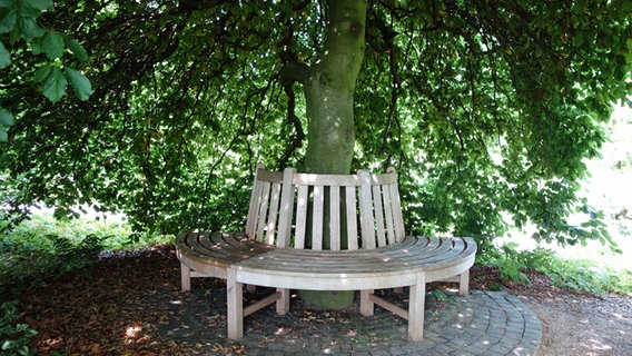 Eine runde Holzbank rund um einen Baum im Arboretum Ellerhoop. © NDR Foto: Kathrin Weber