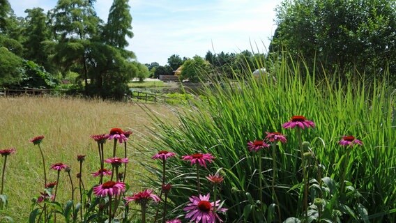 Blick auf eine Wiese, blühenden Sonnenhut und Bäume im Arboretum Ellerhoop. © NDR Foto: Kathrin Weber