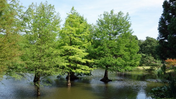Sunmpfzypressen stehen im Arboretum Ellerhoop im Wasser. © NDR Foto: Kathrin Weber