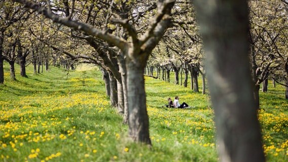 Zwei Menschen sitzen unter Bäumen auf einer Wiese mit gelben Blumen. © Photocase Foto: cydonna