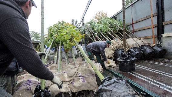 Mitarbeiter einer Baumschule laden Bäume auf einen LKW. © dpa-Bildfunk Foto: Bodo Marks