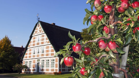 Ein Baum voller reifer Äpfel steht vor einem Fachwerkhaus im Alten Land. ©  imago/imagebroker/de Cuveland 